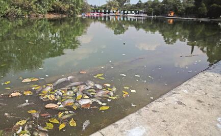 Mueren peces en Lago de Chapultepec; indagan causa