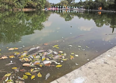 Mueren peces en Lago de Chapultepec; indagan causa
