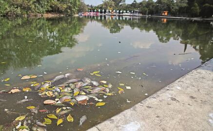 Mueren peces en Lago de Chapultepec; indagan causa