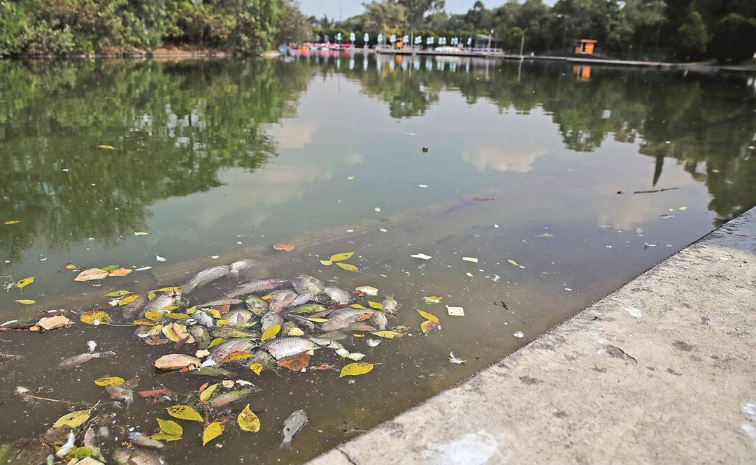 A las orillas del Lago de Chapultepec se pueden observar decenas de peces muertos flotando. Trabajadores iniciaron con el retiro de los animales. 
