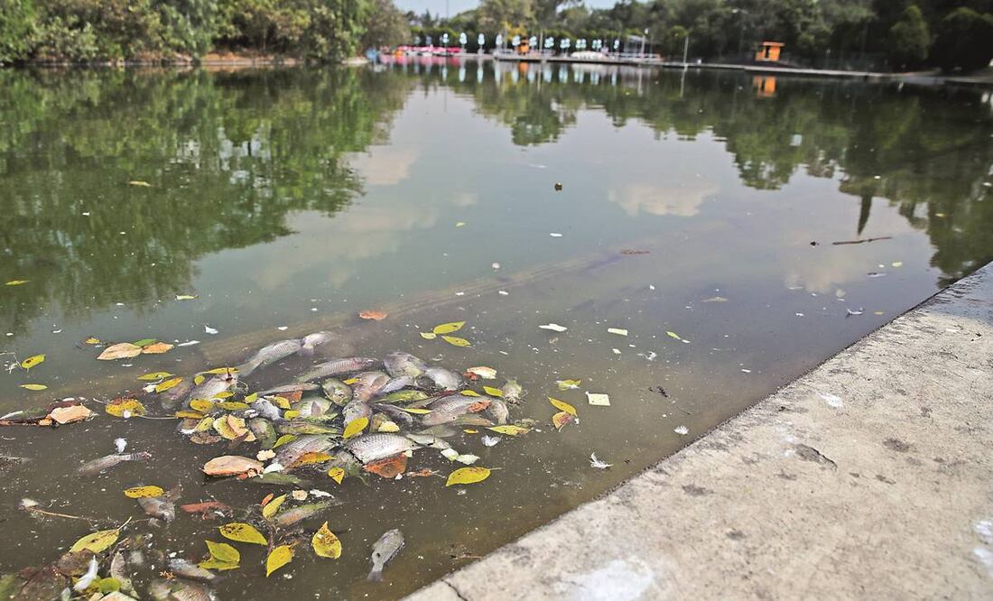 A las orillas del Lago de Chapultepec se pueden observar decenas de peces muertos flotando. Trabajadores iniciaron con el retiro de los animales.