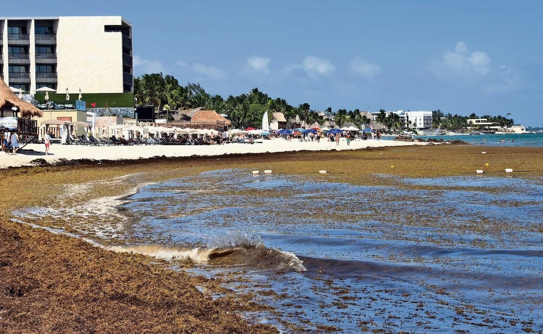 En Playa del Carmen, el pasado fin de semana la orilla del mar se vio invadida por la macroalga, lo que impidió que la gente pudiera nadar en el océano. Foto: Adriana Varillas / EL UNIVERSAL