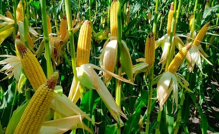 Así es como Kellogg plantea contribuir a reducir la inseguridad alimentaria de los mexicanos