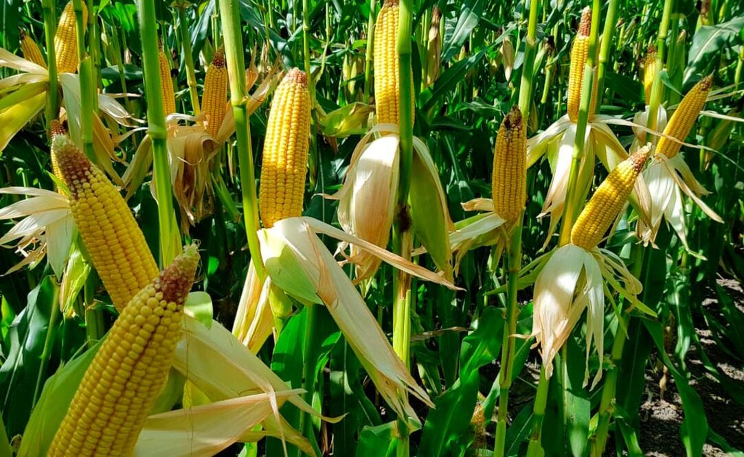 Foto: cortesía Kellogg