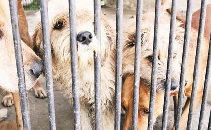 Van contra el maltrato animal con nueva agencia