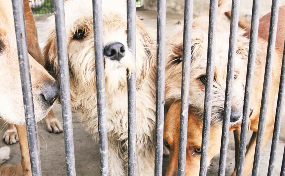 (Foto: Archivo/El Universal)