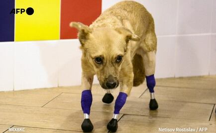 Perrita maltratada vuelve a caminar tras recibir nuevas prótesis de titanio en Rusia
