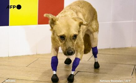 Perrita maltratada vuelve a caminar tras recibir nuevas prótesis de titanio en Rusia