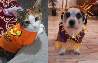 Lanzan concurso para recordar y honrar a los lomitos y michis que ya partieron al Mictlán