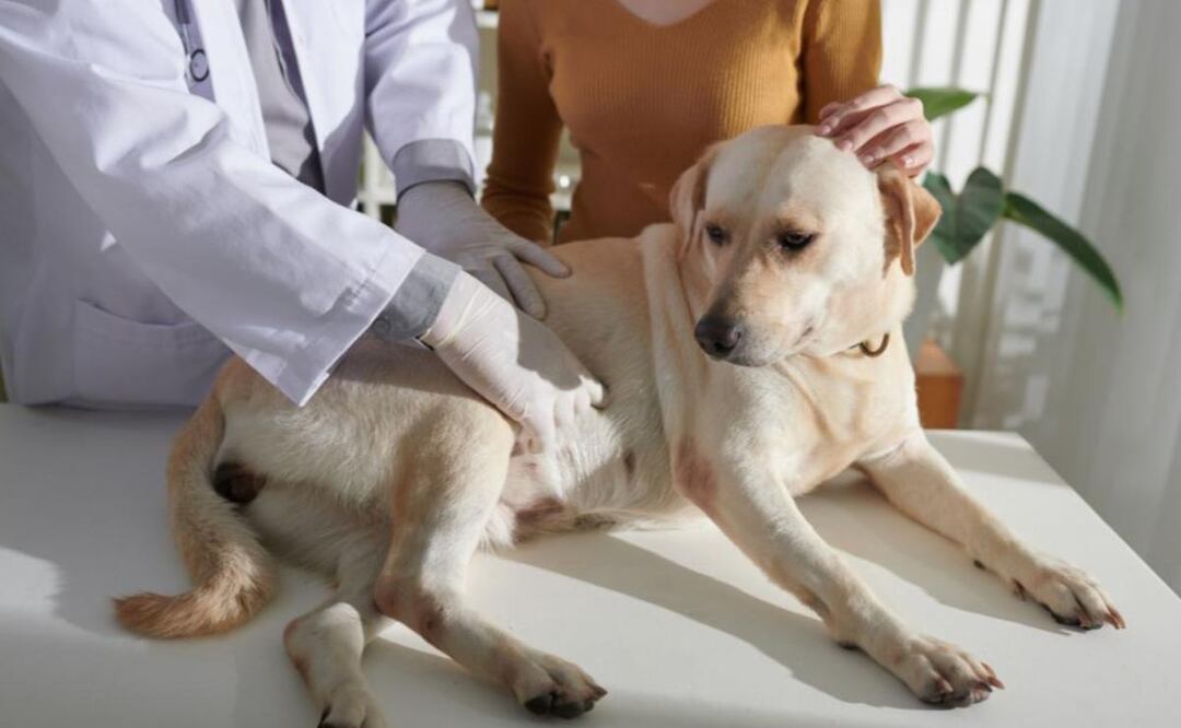 Si no limpiamos el estómago del perro los problemas se agravan. Fuente: Freepik.