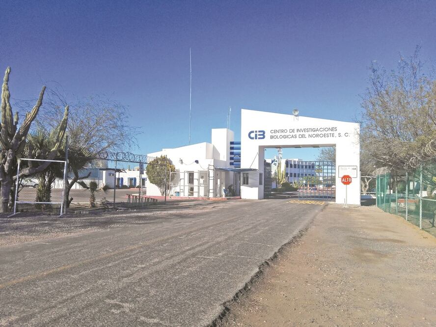 El Centro de Investigaciones Biológicas del Noroeste, en La Paz, sería una de las instituciones afectadas de eliminarse los fideicomiso. Foto: ARCHIVO EL UNIVERSAL