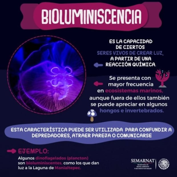 6 playas en México que brillan en la noche