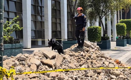 Simulacro Nacional 2025: Togo y Donovan, binomio canino de Bomberos de CDMX logran rescate exitoso; localizan a lesionado en 3 minutos