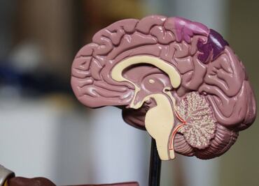 Científicos revelan cómo el estrés se transforma en miedo en el cerebro