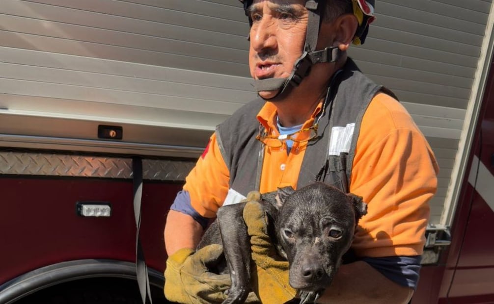 Elementos de Protección Civil rescataron a cuatro perros. (05/01/25) Foto: Especial