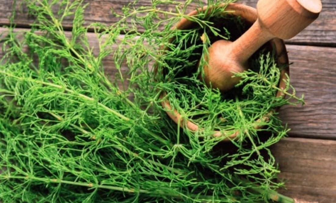 La cola de caballo es una planta medicinal que te puede ayudar a mejorar tu salud. Foto: Pixabay