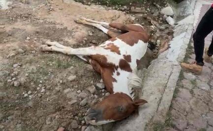 Maltrato animal: Hallan a yegua agonizante en Atizapán; piden a autoridades intervenir en caso  