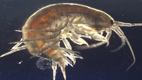 Camarones contaminados con cocaína intrigan a científicos