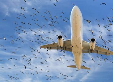 Pájaros, la pesadilla de los pilotos y causa de múltiples tragedias aéreas