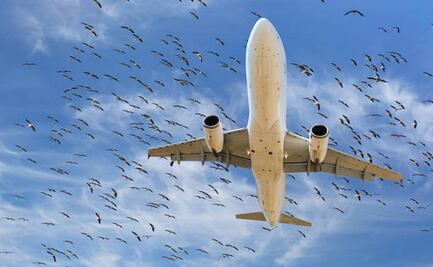 Pájaros, la pesadilla de los pilotos y causa de múltiples tragedias aéreas