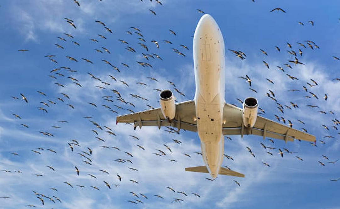 Los restos de pájaros o de piezas dañadas pueden provocar llamas o un incendio en el reactor. Foto: iStock