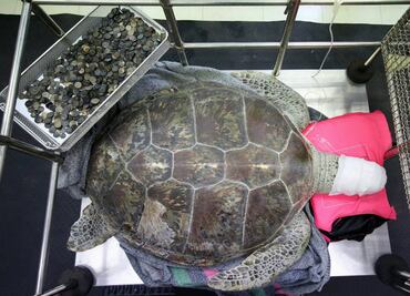 Extraen 915 monedas "de la suerte" del estómago de una tortuga