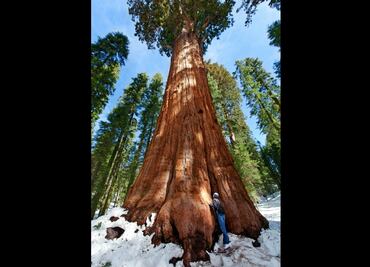 Te sentirás pequeñito: conoce uno de los árboles más grandes del planeta