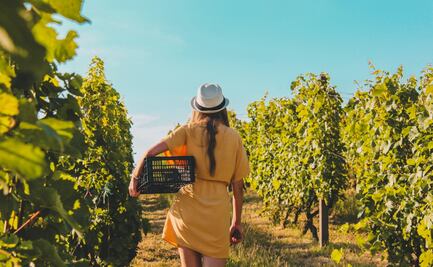 ¡A pisar las uvas! 8 fiestas de la vendimia en Querétaro