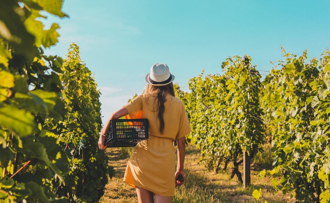 En Querétaro, las vendimias inician en junio y se extienden hasta septiembre. Foto: Unsplash. Arpad Czapp