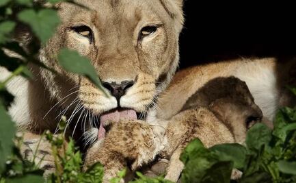 Zoológico en Dinamarca pide donación para alimentar a sus tigres y leones; buscan mascotas que ya no se quieran mantener