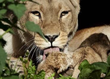 Zoológico en Dinamarca pide donación para alimentar a sus tigres y leones; buscan mascotas que ya no se quieran mantener