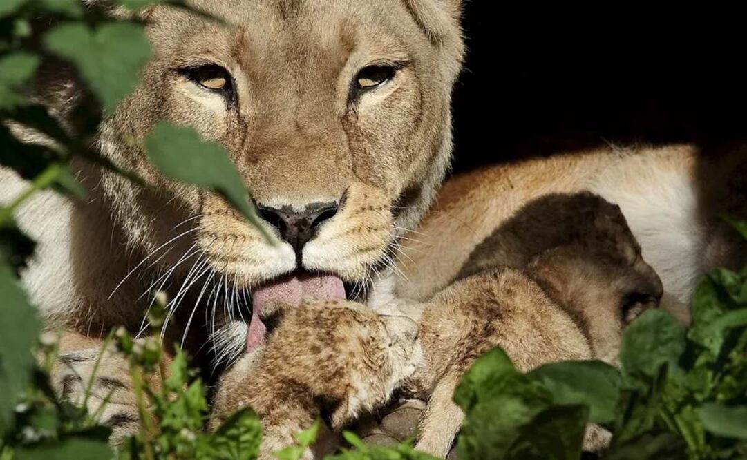 Una leona lame a uno de sus cachorros recién nacidos en el Zoo de Aalborg, Dinamarca, en una imagen de archivo. Foto: EFE