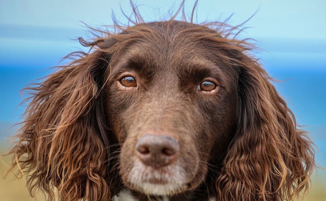 Los perros y sus pelos. Fuente: Pixabay