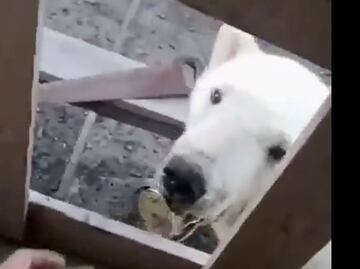Oso polar busca ayuda con humanos para sacarse una lata atorada en su lengua