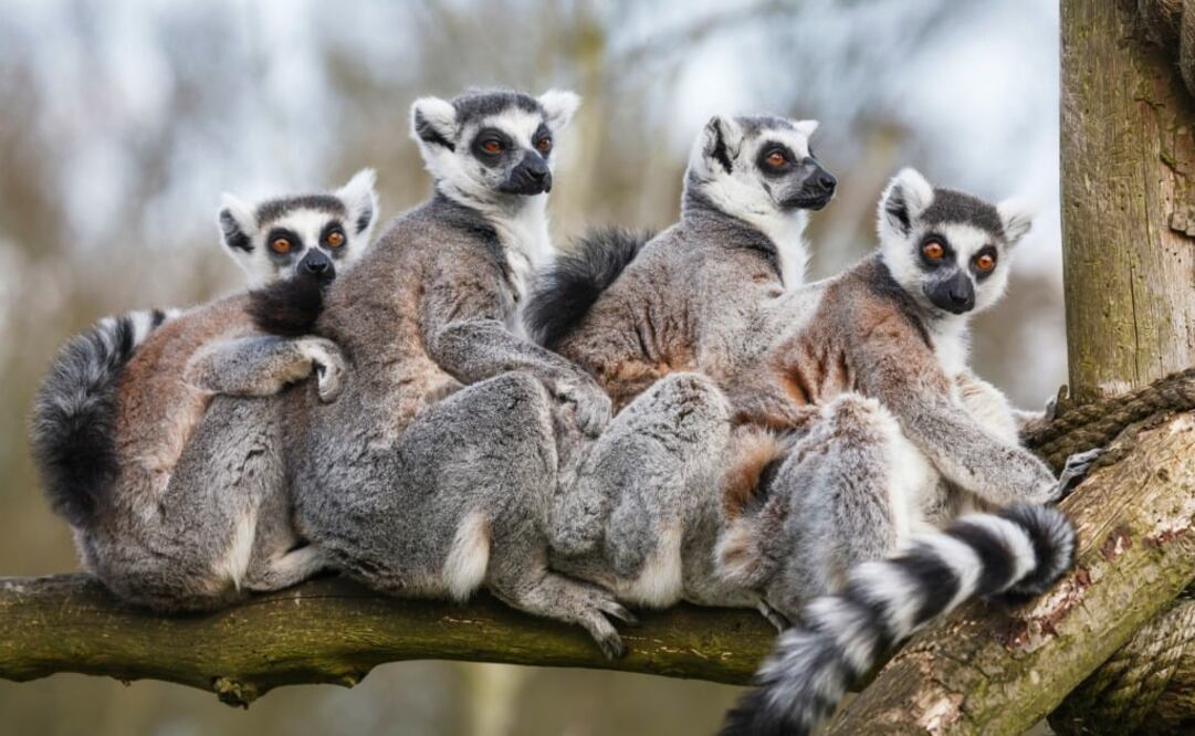 Los lémures solo se encuentran en Madagascar. (Foto: iStock)