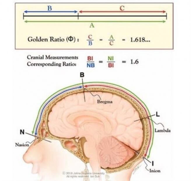Confirman que cráneo humano sigue la proporción áurea 