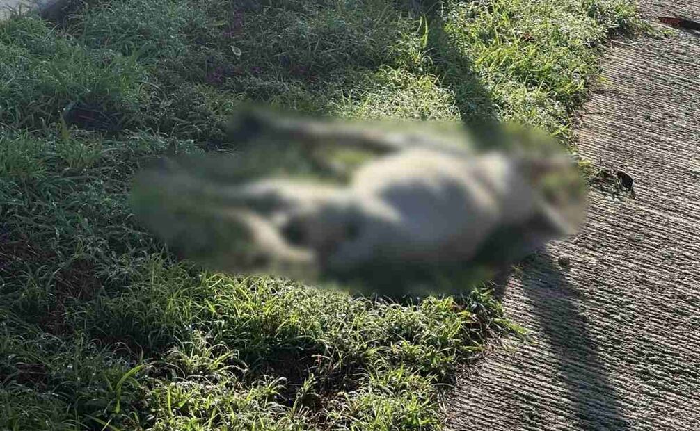 10 perritos y un zorrillo aparecieron sin vida en fraccionamiento de Mérida (09/09/2025). Foto: Especial