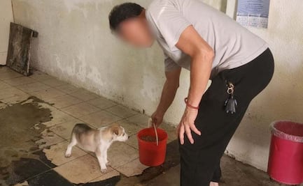 Brigada de Vigilancia Animal atiende a mascotas tras inundaciones en Iztapalapa; rescataron 9 gatos y 6 perros