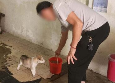 Brigada de Vigilancia Animal atiende a mascotas tras inundaciones en Iztapalapa; rescataron 9 gatos y 6 perros