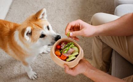 Alimenta a tu perro como un profesional; las verduras recomendadas por los expertos que necesitas conocer