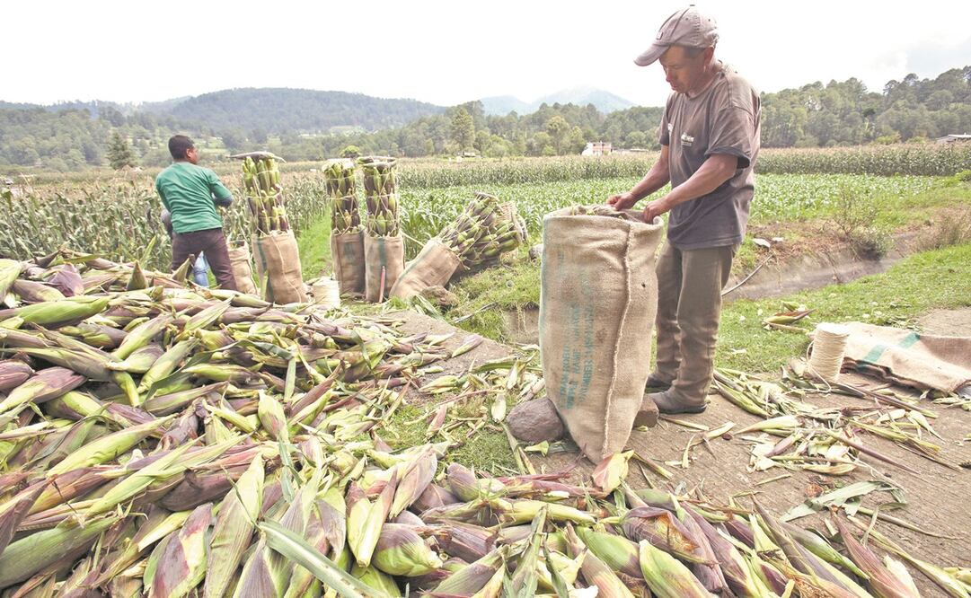 Esta es la segunda vez que se solicita formalmente al gobierno de México consultas, luego de que en marzo la titular de la USTR, Katherine Tai, pidió consultas bajo el capítulo 9 de Medidas Sanitarias y Fitosanitarias del T-MEC. Foto: Archivo EL UNIVERSAL