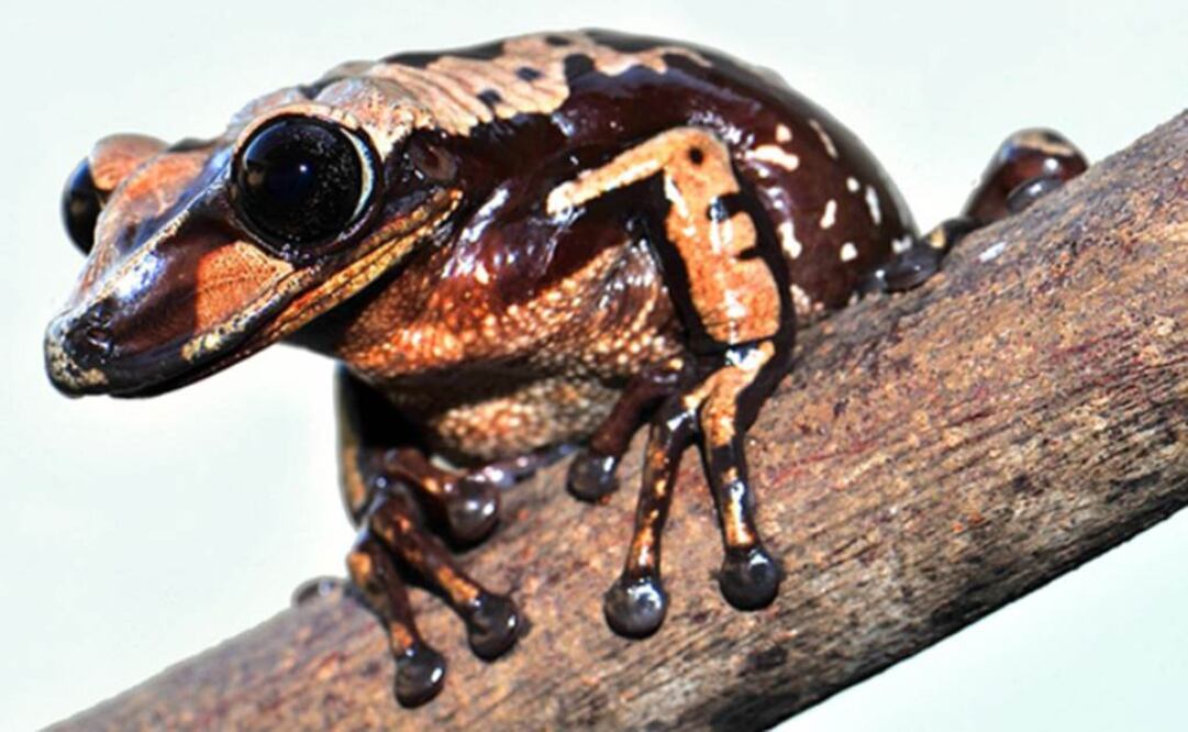 Aparasphenodon brunoi, una de las especies que transmite veneno a través de espinas que crecen en su cabeza. Foto: Carlos Jared / Instituto Butantan