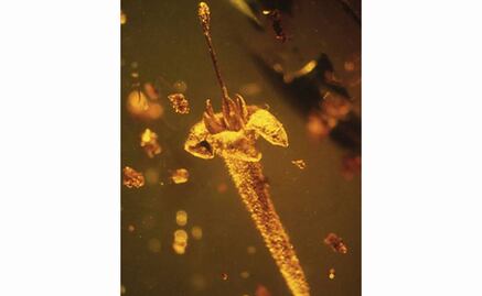 Descubren flor de millones de años en República Dominicana