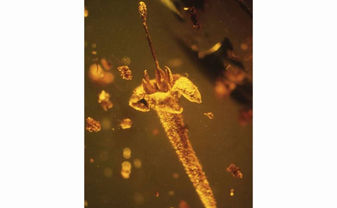 Strychnos electri posiblemente habría contenido componentes tóxicos. Foto: REUTERS