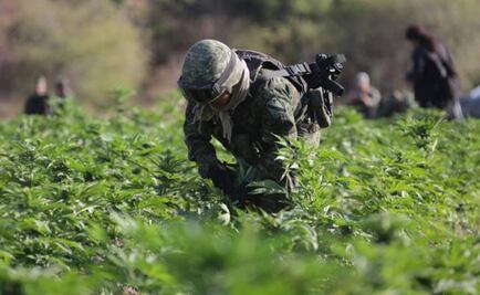 Mexico uncovers 15-hectare drug field in Sinaloa