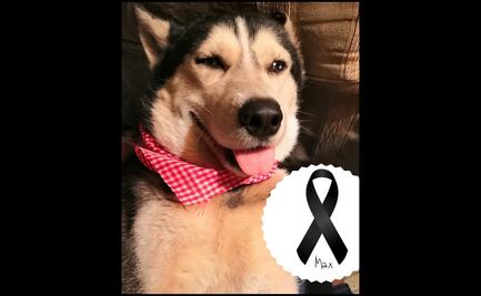 Muere Max, el perrito que vendía cupcakes para pagar su tratamiento médico