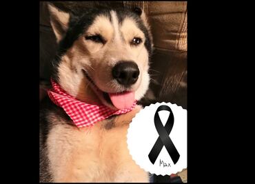 Muere Max, el perrito que vendía cupcakes para pagar su tratamiento médico