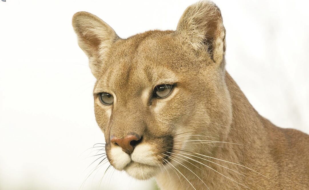 Los ataques de estos felinos son extremadamente raros. Foto: Archivo 