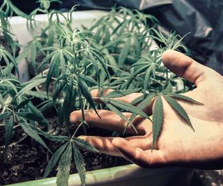 Instituto para regular marihuana, listo en 2022