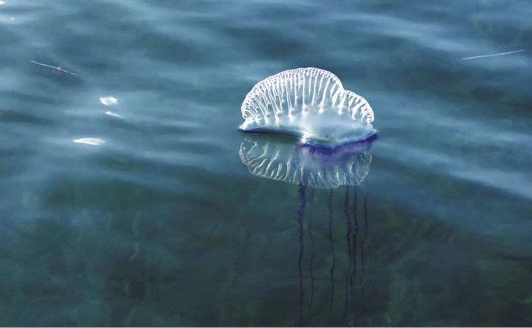 Medusa. Foto: Especial